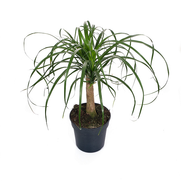 Нолина штамб