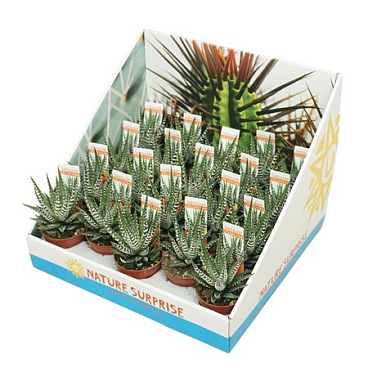 Haworthia Big Band In Showbox