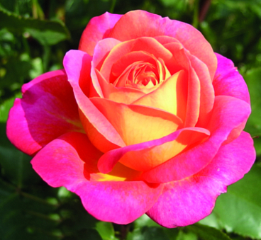 Роза флорибунда Мидсаммэ