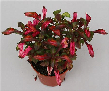 Alternanthera Dentata
