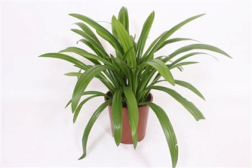 Hymenocallis Speciosa