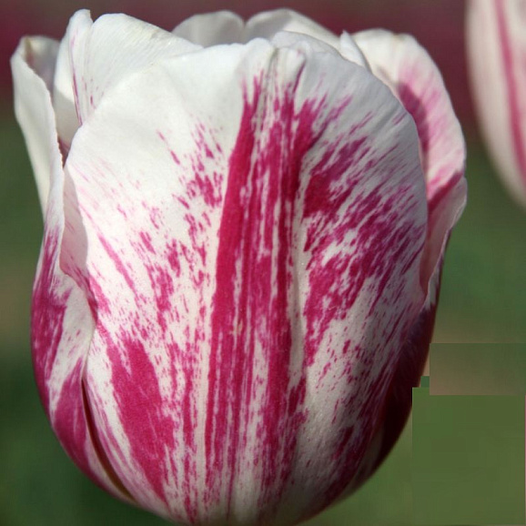 Тюльпан триумф Магнифика Дайди