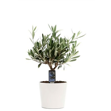Olea Europaea In Ceramic Roma White