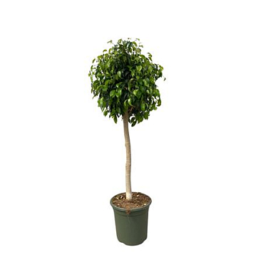 Ficus Be Danielle