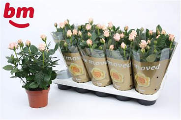 Rosa Light Pink (bm)
