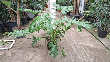 Philodendron Selloum Xxl
