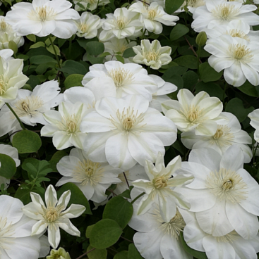 Клематис гибридный Гернси Крим