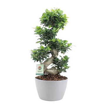 Ficus Ginseng S-type Grey Bark