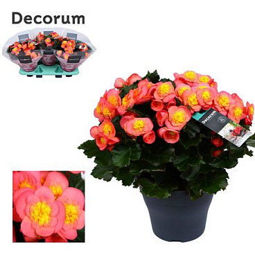 Begonia Belove Peach (decorum)