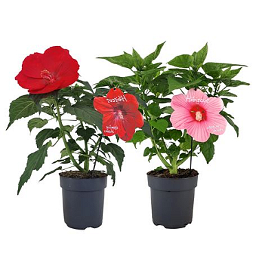 Hibiscus Extreme Mix