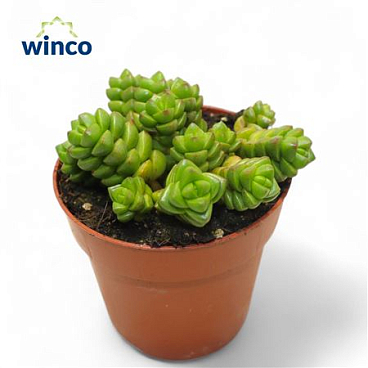 Crassula Columella.