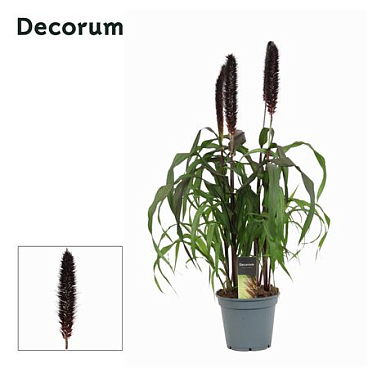 Pennisetum Purple Baron (decorum)