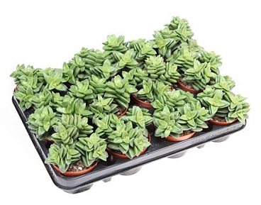 Crassula Springtime