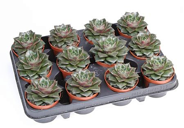 Echeveria Purper Shining Bright