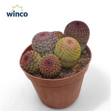 Echinocereus Rubrispinus (group)