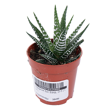 Хавортия Биг Бэнд