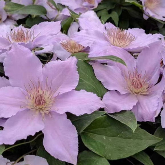 Клематис гибридный Филигри