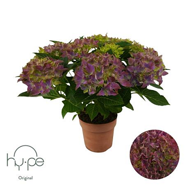 Hydrangea Ma Purple 7+ (hy-pe)