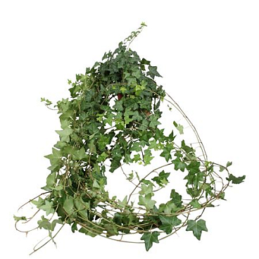 Hedera Helix Groen Lange Plant