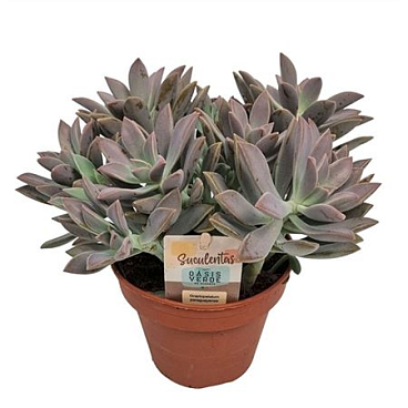 Граптопеталум Парагвайский