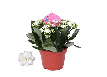 Kal White Gardenlina