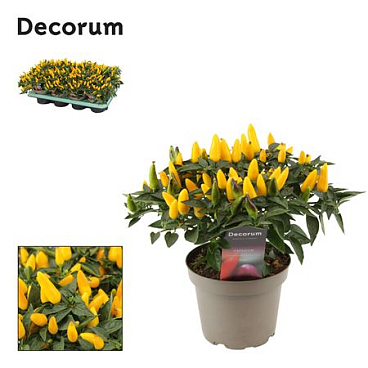 Capscium An Torero Yellow (decorum)