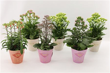 Kalanchoe Special Mix, Minimaal 3 Soorten Van Bijg