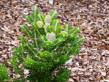 Пихта корейская Фастигиата