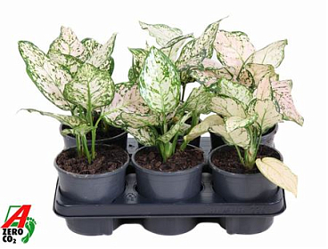 Aglaonema Pink Eileen