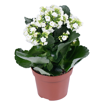 Каланхое каландива белое