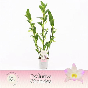 Den Nob 3st Kumiko Exclusiva Orchidea