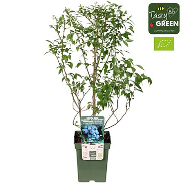 Vaccinium Cor Brigitta Blue Bio
