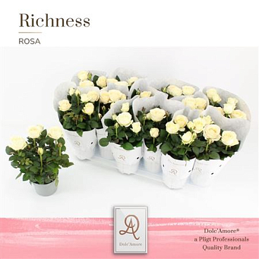 Rosa Infinity White In Metallic Sleeve (dolc'amore