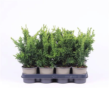Chamaecyparis Obtusa Draht