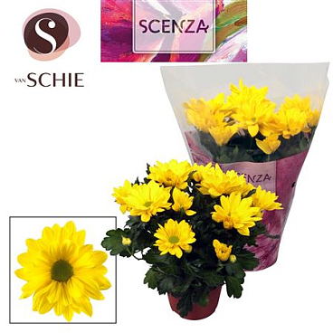 Chrys Margarita Yellow (scenza)