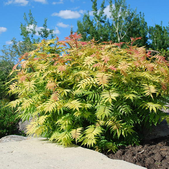 Рябинник рябинолистный Сэм в тубе