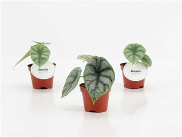 Alocasia Silver Dragon