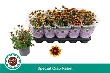 Chrys Special Ciao Rebel 3pp