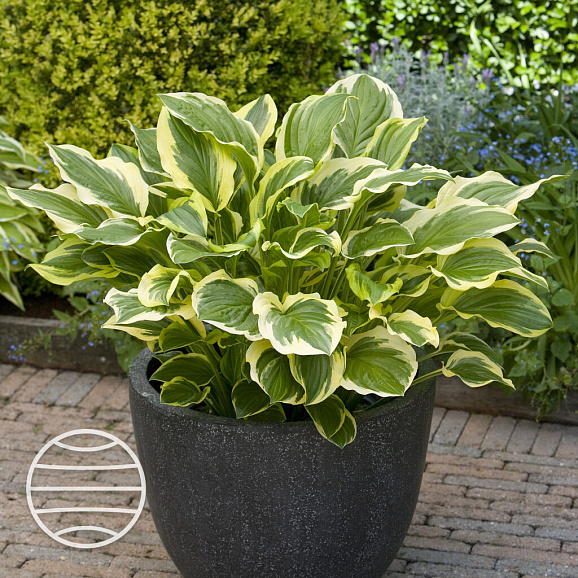 Хоста Соу Свит