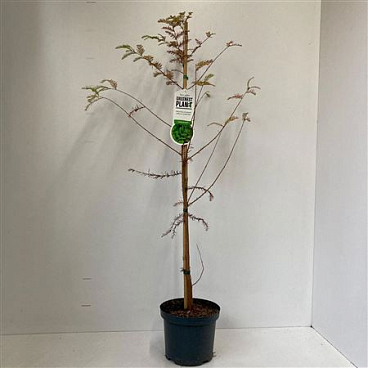 Taxodium Distichum