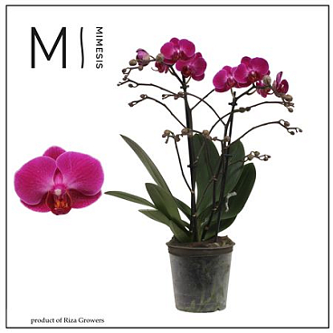 Phal 2st Morelia 22+