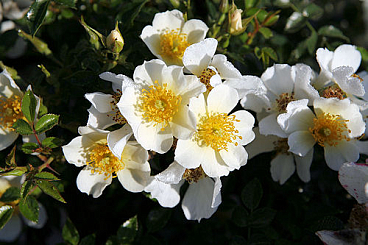 Роза миниатюрная Зонненрёшен