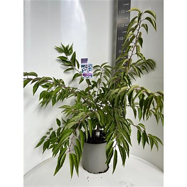 Prunus Autumnalis