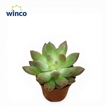 Echeveria Princess