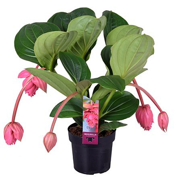 Medinilla Magnifica Flamenco 5+