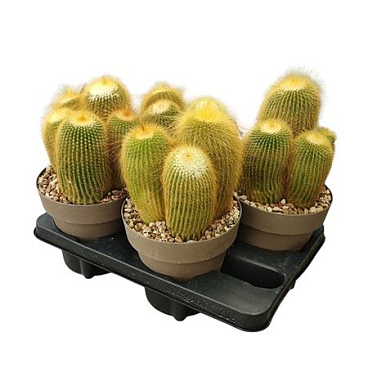 Notocactus Leninghausii