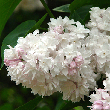 Сирень обыкновенная Красавица Москвы (в тубе)