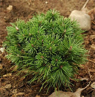 Сосна горная Альгой