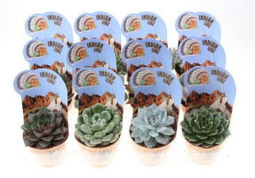 Echeveria Mix Potcover Indian Line