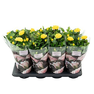 Rosa Patio Yellow